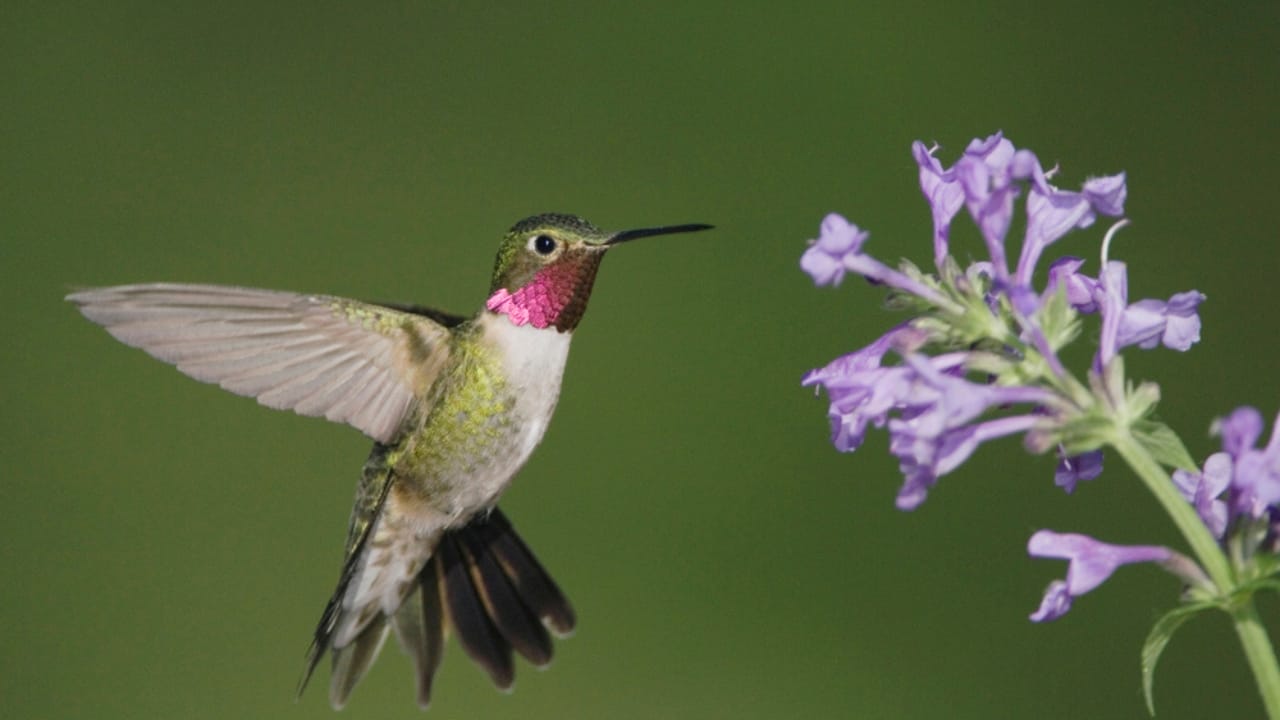 Hummingbirds Love This Drought-Tolerant Lavender-Blue Perennial - hummingbird near catmint ss764538907