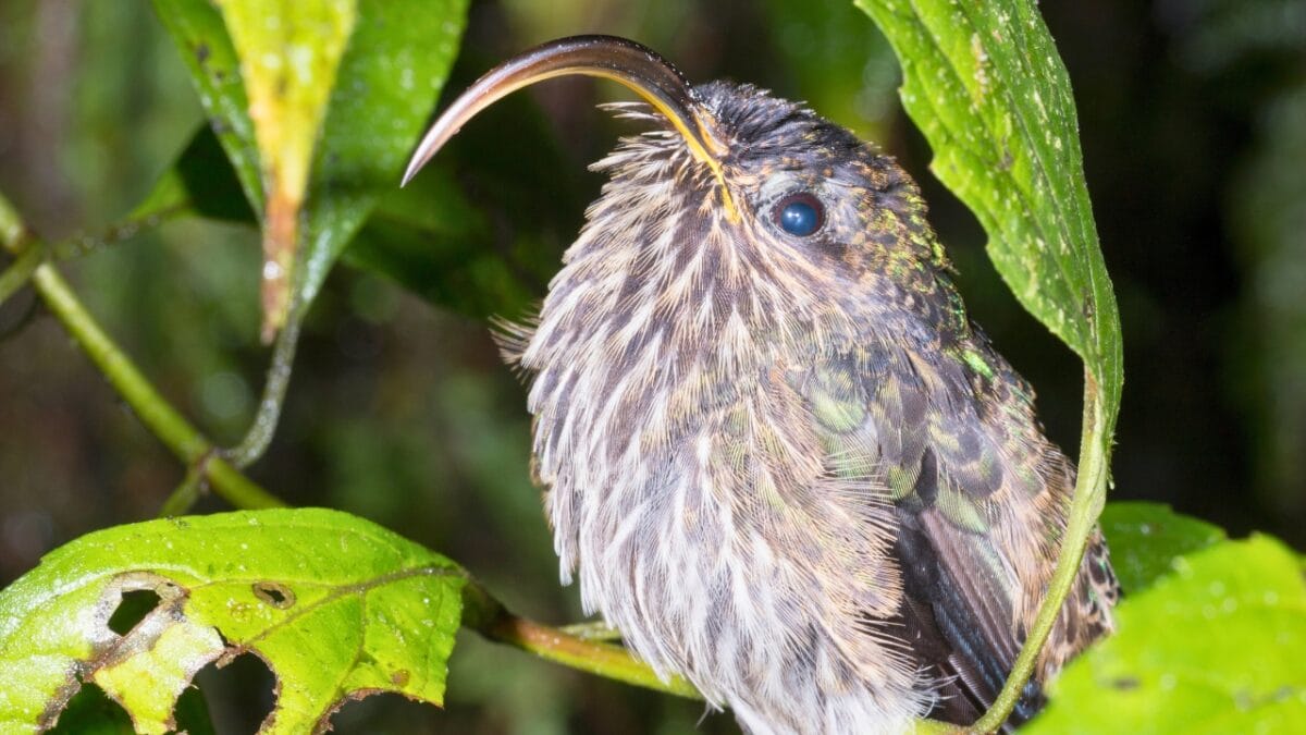 Hummingbirds After Dark: 6 Places Where These Tiny Birds Sleep - hummingbird night rainforest ss1073129915