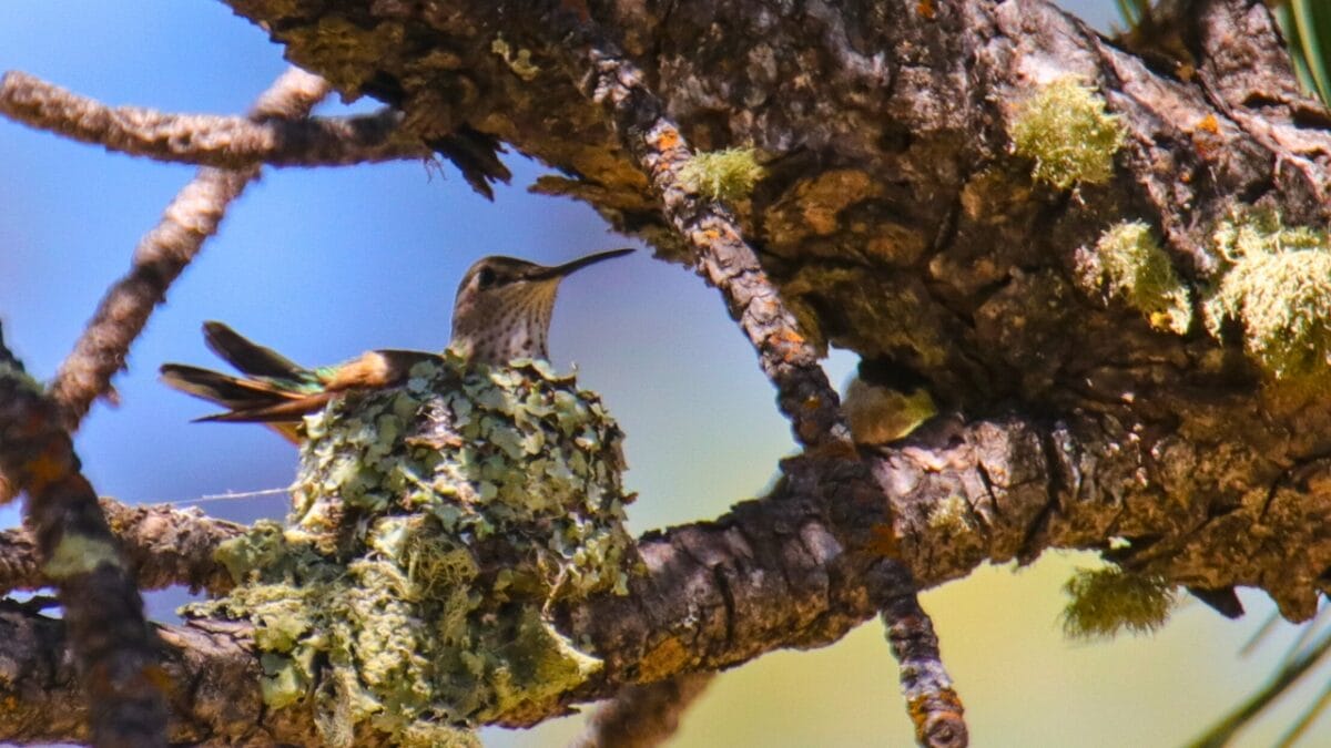 Meet The Bee Hummingbird The Tiny Avian Marvel Of Cuba Meet The Bee Hummingbird The Tiny Avian Marvel Of Cuba