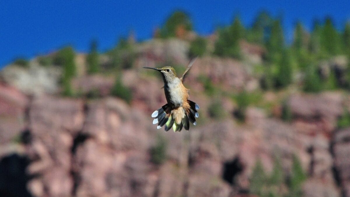 Hummingbirds After Dark: 6 Places Where These Tiny Birds Sleep - hummingbird rocky mountain ss141553615