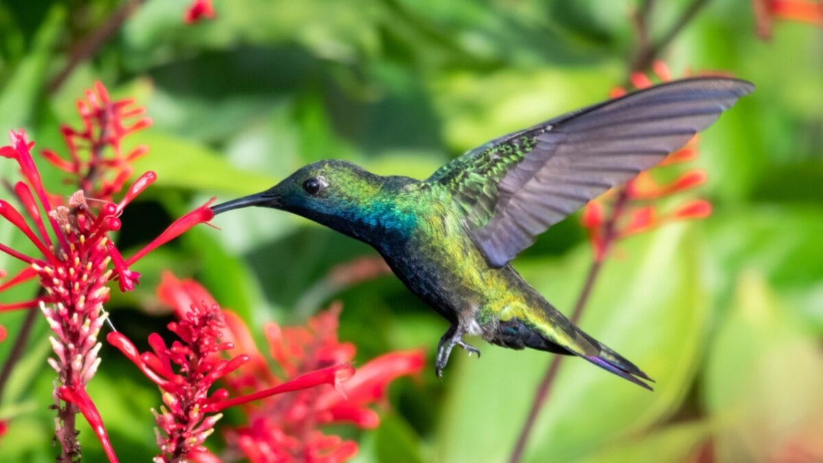 12 Proven Tips to Attract Hummingbirds to Your Garden - hummingbird smell ss1684576864