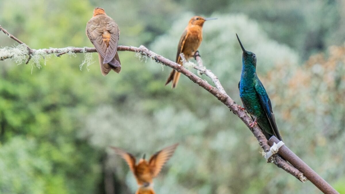 7 Tips to Make Your Yard a Prime Spot for Hummingbird Nesting - hummingbird ss2414081975