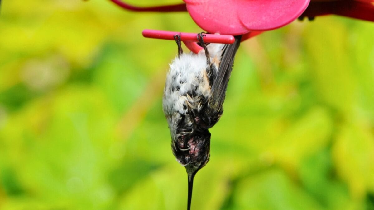 Hummingbirds After Dark: 6 Places Where These Tiny Birds Sleep - hummingbird torpor ss151703615
