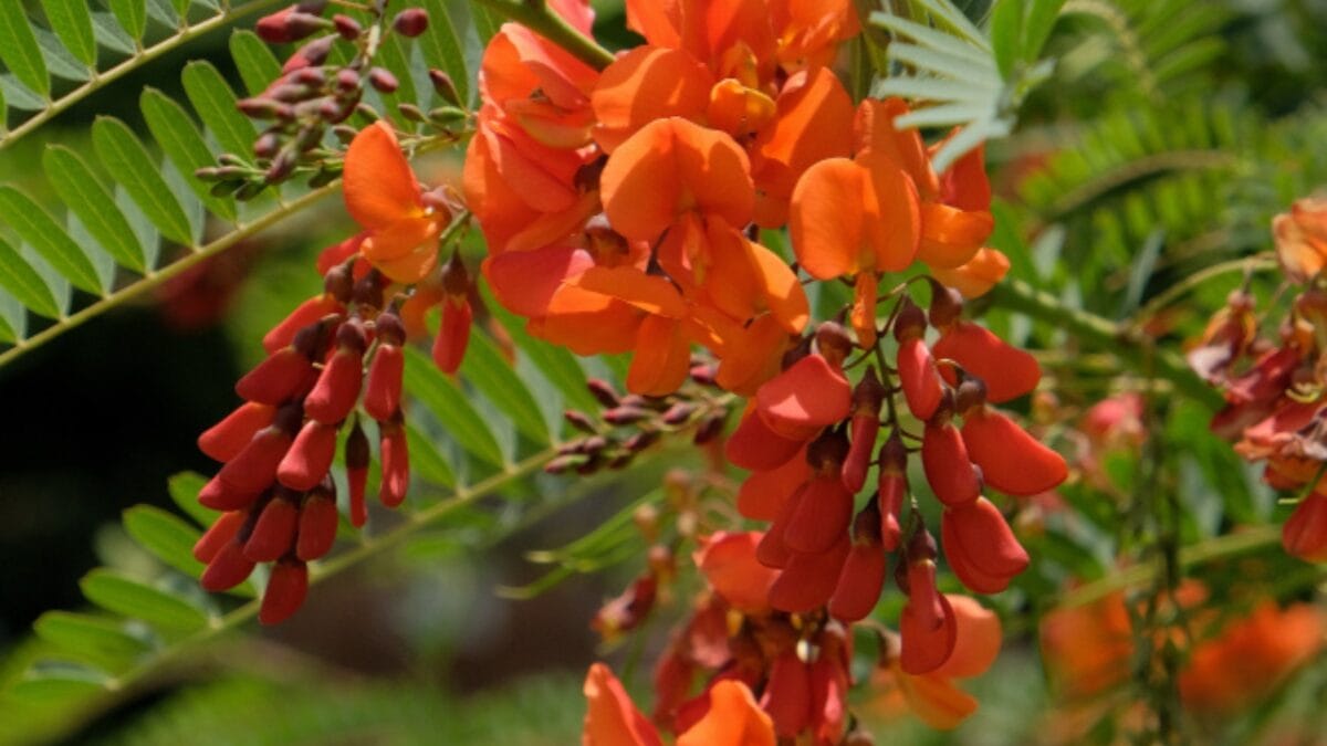 15 Bizarre Plants That Look Like They Belong in a Zoo - hummingbird vine ss1448340224