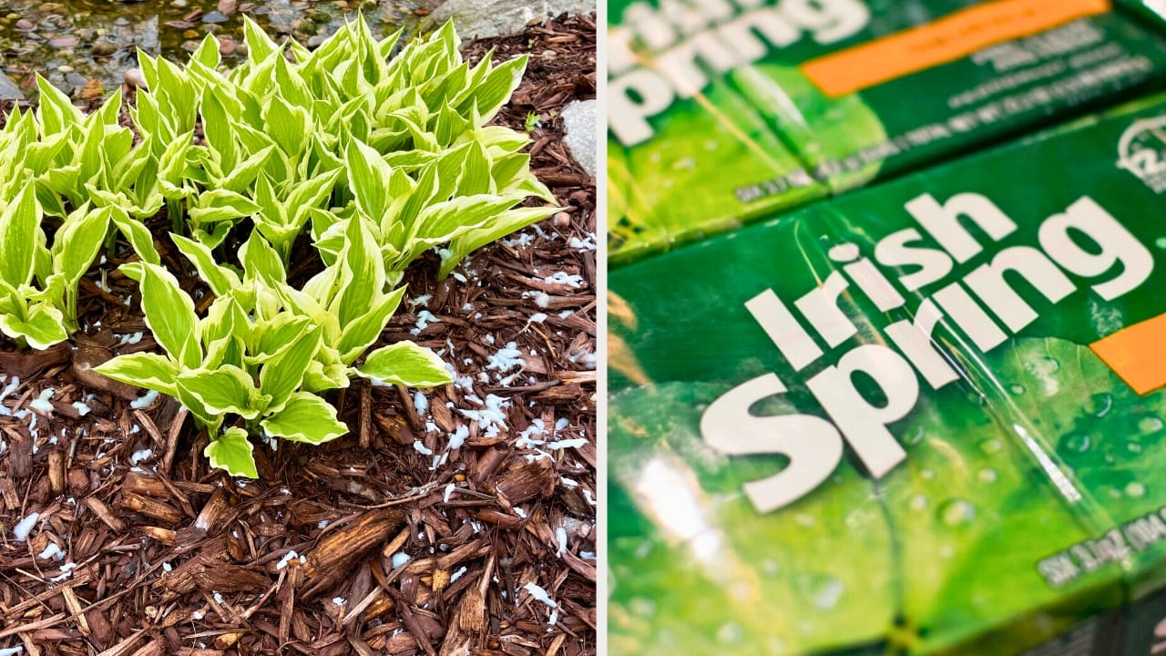 Why Irish Spring Soap? 10 Reasons Gardeners Swear By It - irish spring garden 2
