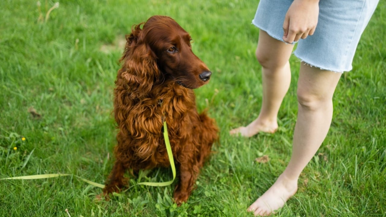 6 Expert Training Strategies For Irish Setters That Work For Any Dog