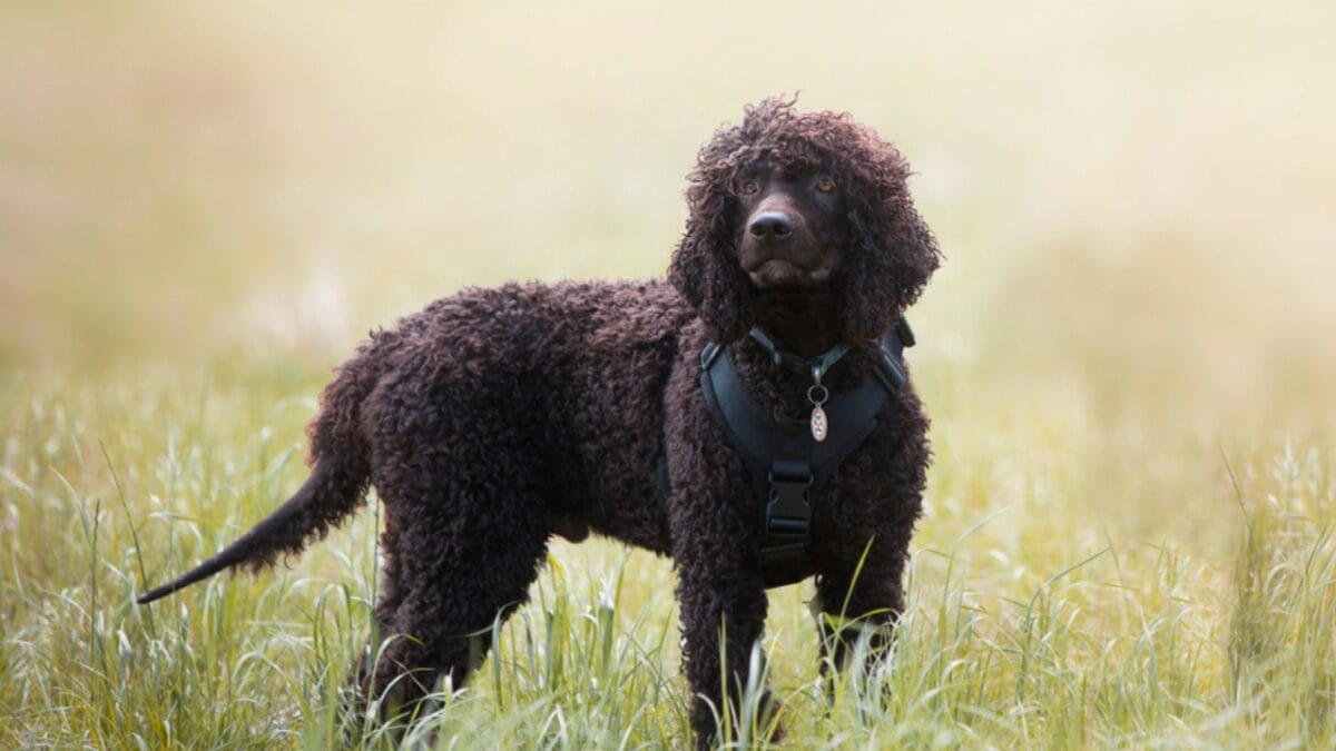10 Of The World's Most Beautiful Dogs, According to Science - irish ss1205821126