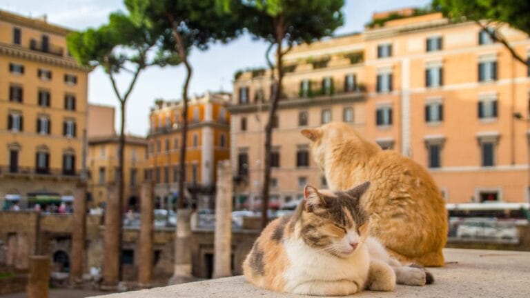 10 Cat-Friendly Cities Around the World