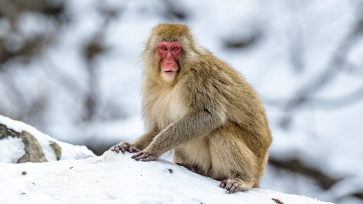 The 10 Largest Monkeys in the World - japanese macaque monkey ss1927502438