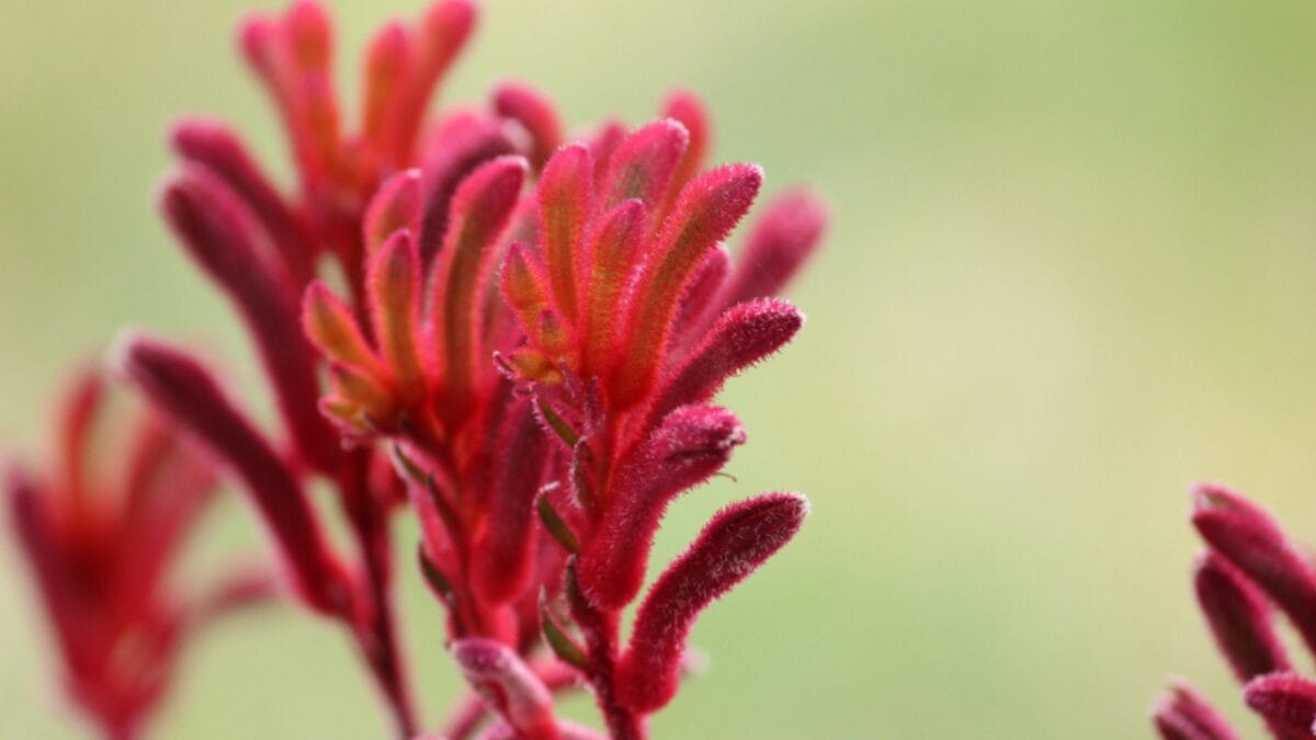 15 Bizarre Plants That Look Like They Belong in a Zoo - kangaroo paw flower ss1146647381