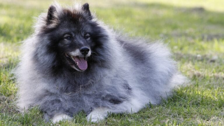 15 Dog Breeds Known for Their Fluffy, Cuddly Puppies