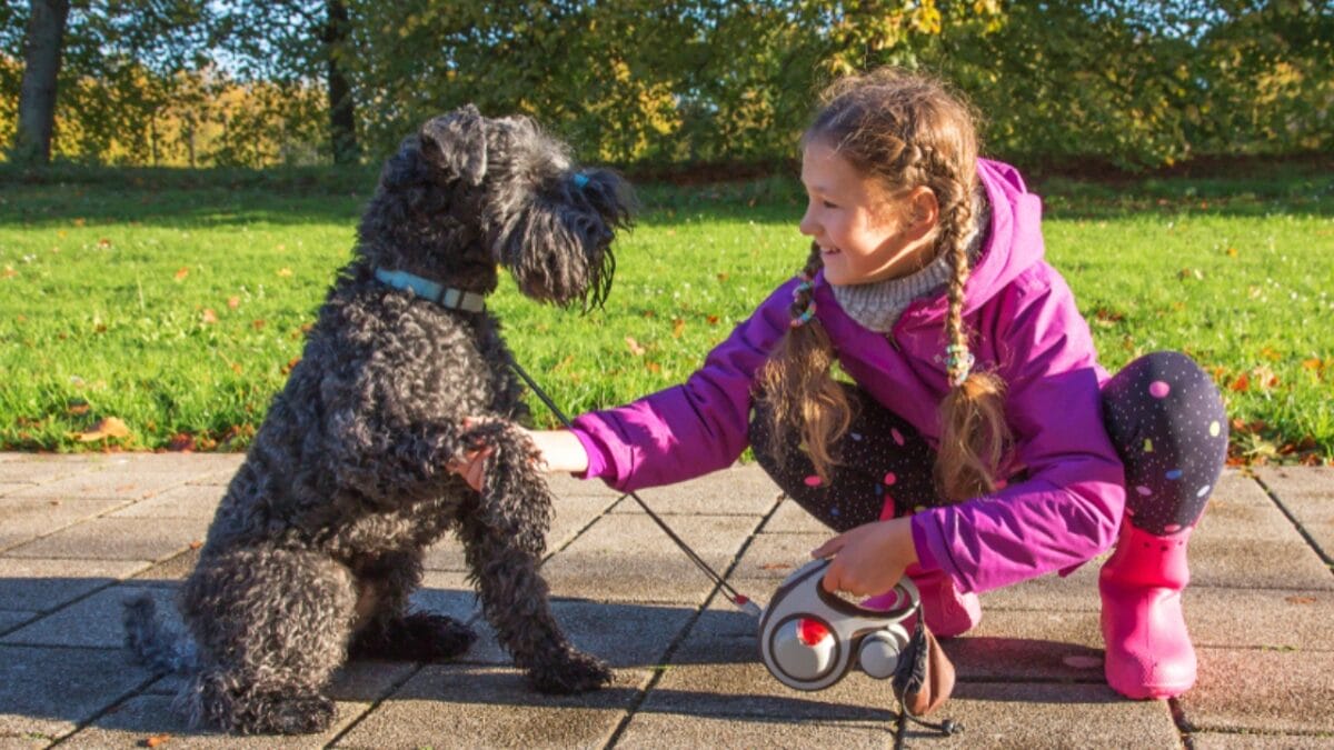 10 Facts About the Unique Kerry Blue Terrier Dog Breed, Once Loved by Irish Farmers - kerry blue terrier with owner ss1242921484