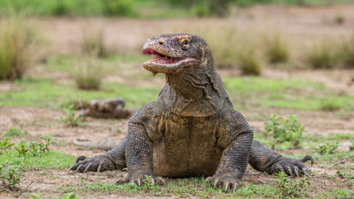 19 Terrifying Creatures That Could Give You Nightmares - komodo dragon dp92368418