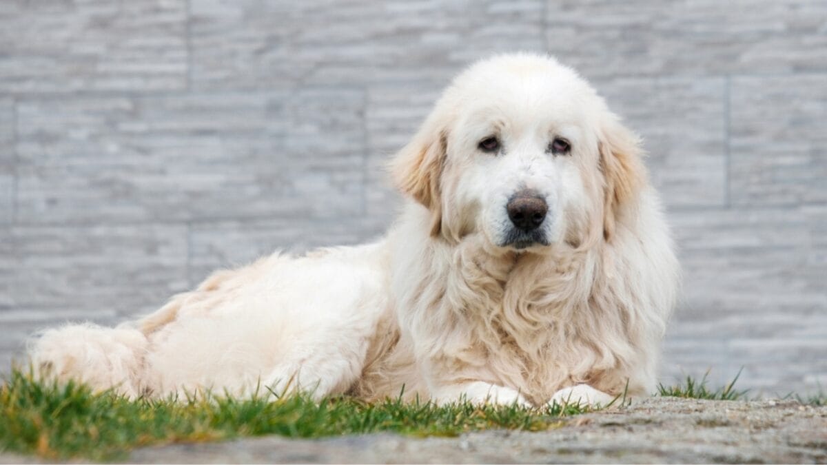 10 Majestic Mountain Dog Breeds You’ll Want in Your Life - kuvasz dog royalty ss2327287195