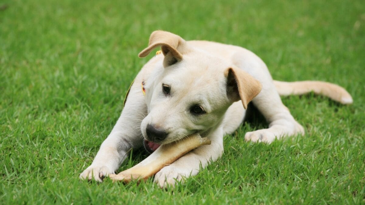 10 Items Every Labrador Retriever Owner Should Invest In - labrador retriever dog chewing bone ss696239305
