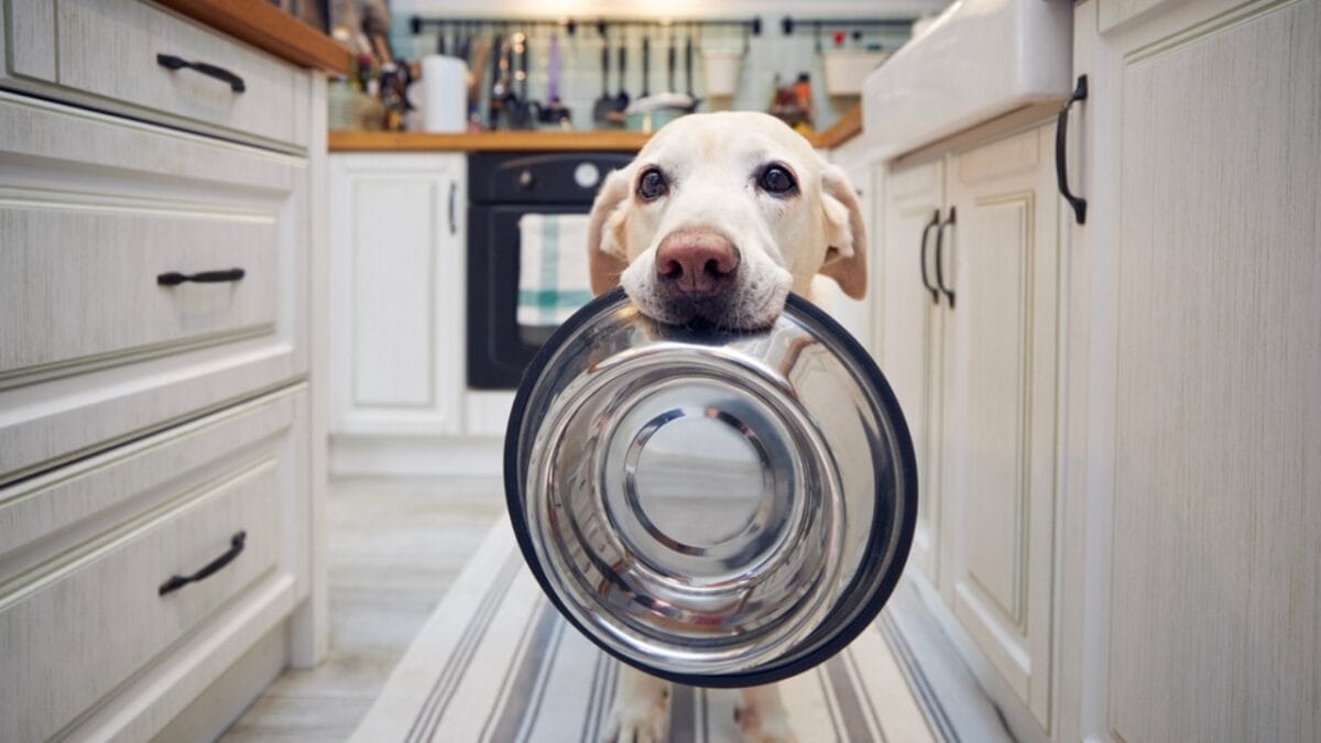 10 Items Every Labrador Retriever Owner Should Invest In - labrador retriever dog holding bowl ss2177060555