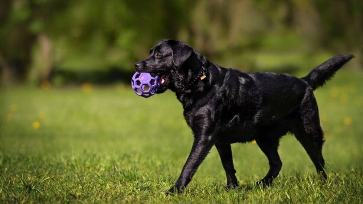 10 Items Every Labrador Retriever Owner Should Invest In - labrador retriever dog holding toy ss2162942935