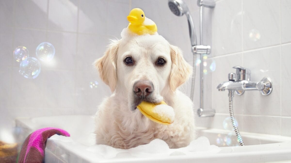 10 Items Every Labrador Retriever Owner Should Invest In - labrador retriever dog taking bath ss496043713