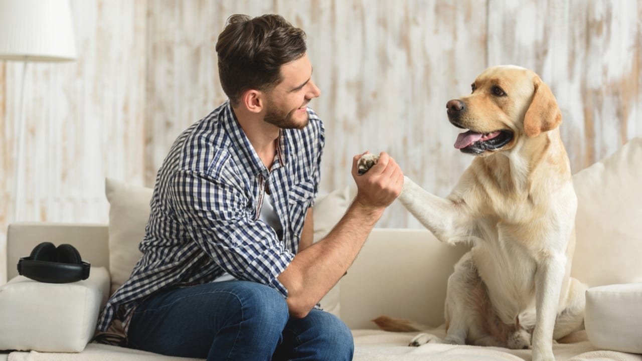 Labrador Ss 30 Dog Breeds That Will Never Leave Your Side