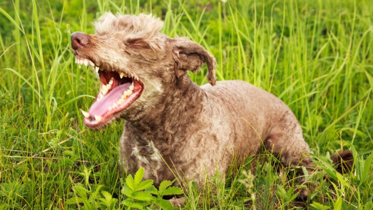 10 Facts About Lakeland Terrier Dogs—The Fearless Breed Once Used to Hunt Foxes - lakeland terrier bark ss159822008