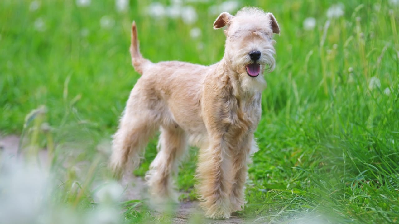 10 Facts About Lakeland Terrier Dogs—The Fearless Breed Once Used to Hunt Foxes - lakeland terrier coat ss723752848