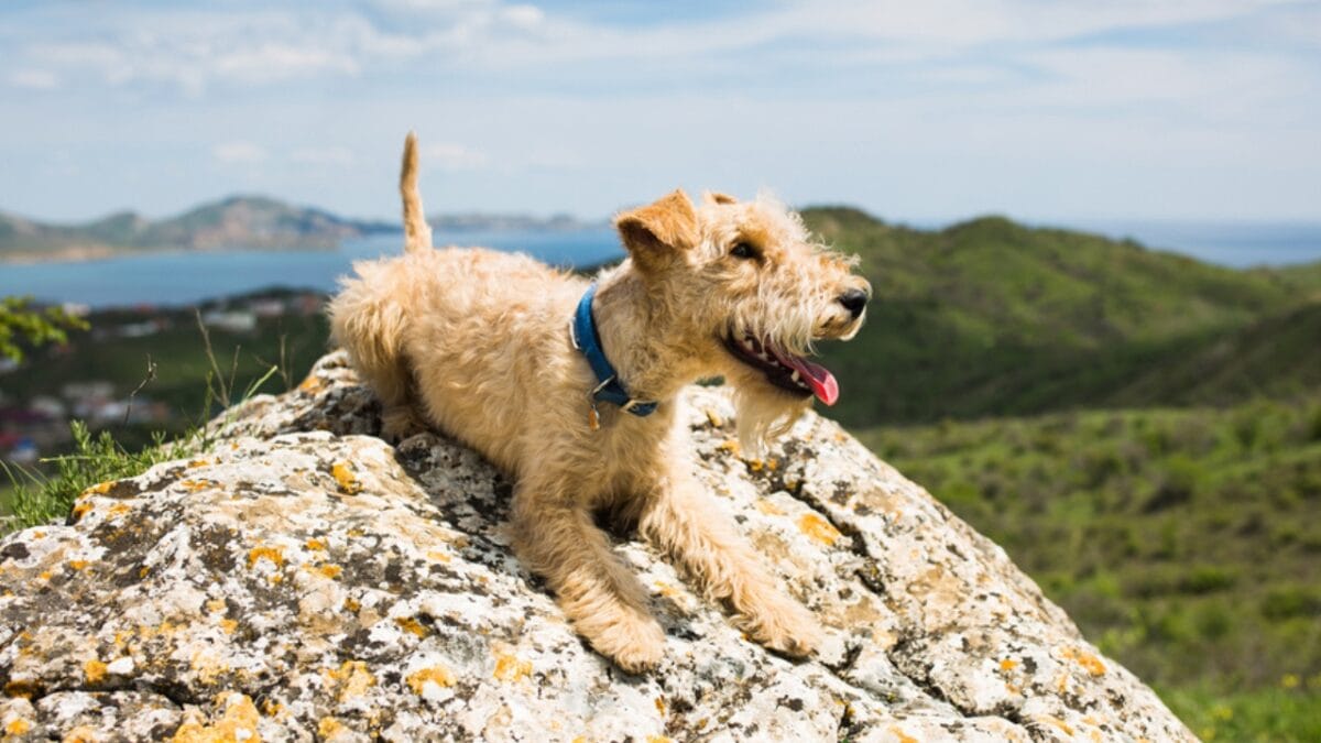 10 Facts About Lakeland Terrier Dogs—The Fearless Breed Once Used to Hunt Foxes - lakeland terrier dog ss287333915
