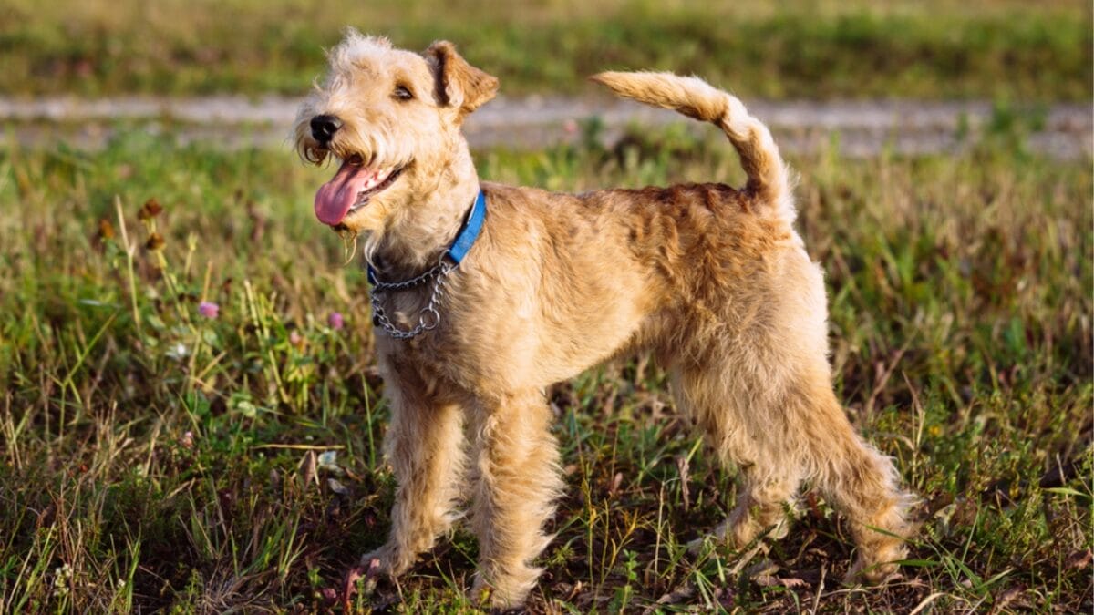 10 Facts About Lakeland Terrier Dogs—The Fearless Breed Once Used to Hunt Foxes - lakeland terrier in grass ss448435945