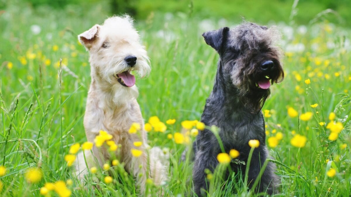 10 Facts About Lakeland Terrier Dogs—The Fearless Breed Once Used to Hunt Foxes - lakeland terrier messenger ss723441187