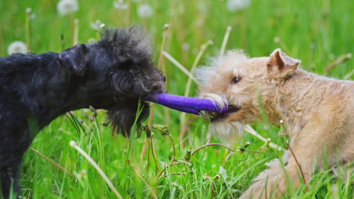 10 Facts About Lakeland Terrier Dogs—The Fearless Breed Once Used to Hunt Foxes - lakeland terrier playing ss723752842