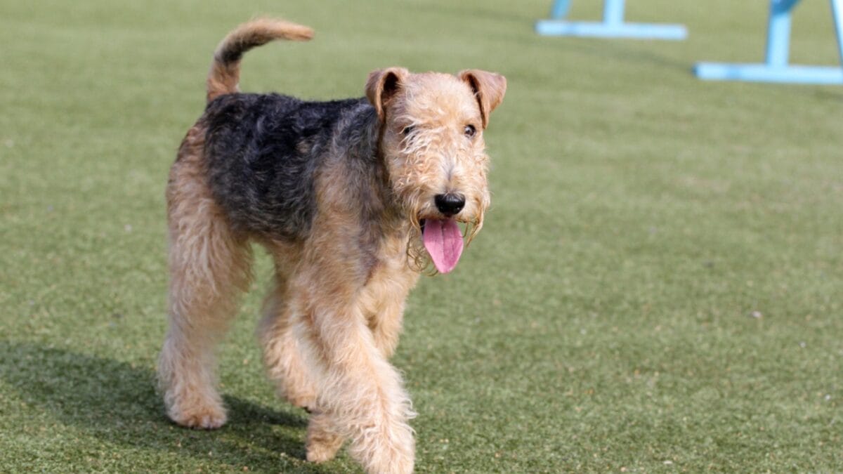 10 Facts About Lakeland Terrier Dogs—The Fearless Breed Once Used to Hunt Foxes - lakeland terrier rare ss462298483