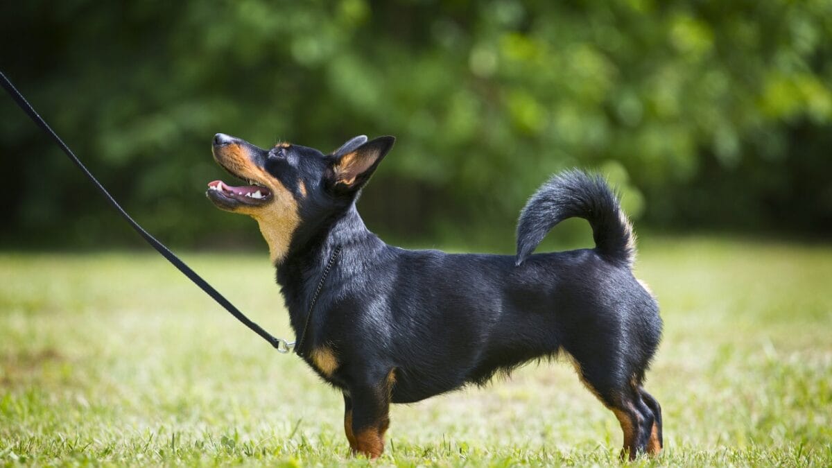Lancashire Heeler: American Kennel Club's Newest Star - lancashire heeler looking up ss716941834