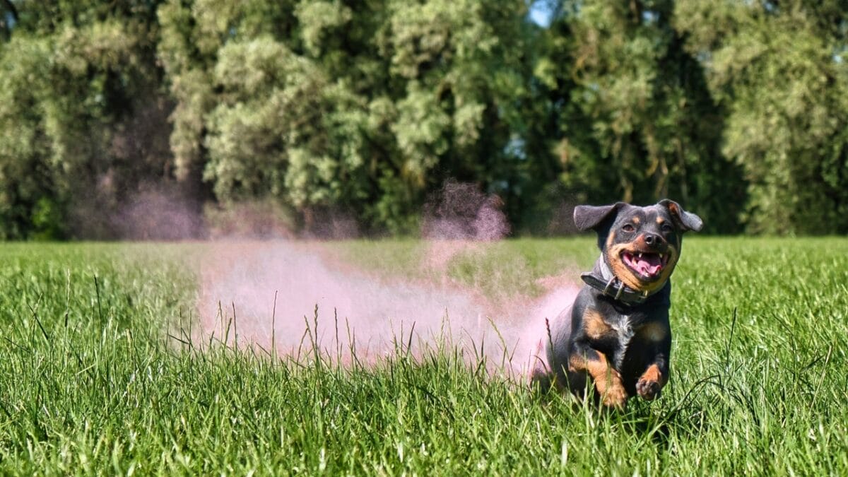 Lancashire Heeler: American Kennel Club's Newest Star - lancashire heeler running on a field ss2314143597