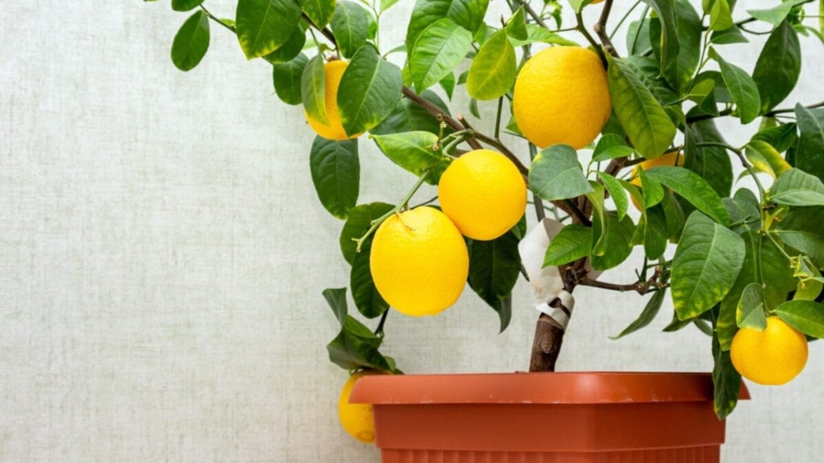 How to Grow Your Own Lemons from Seeds in 9 Simple Steps - lemon ss2217476685