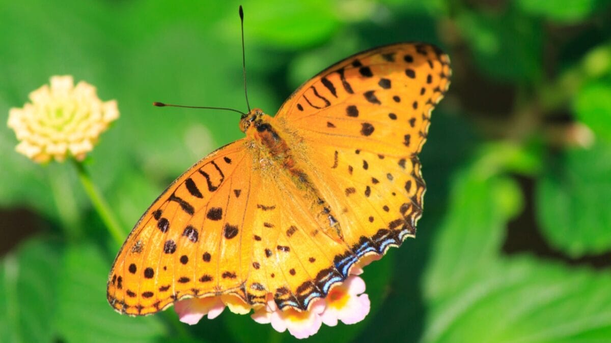 15 of the World's Most Enchanting & Vibrant Butterflies - leopard butterfly dp102693422