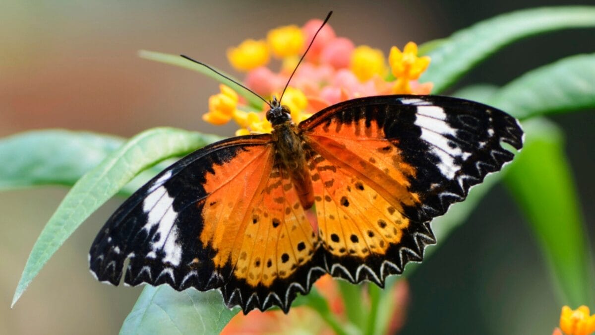 15 of the World's Most Enchanting & Vibrant Butterflies - leopard lacewing butterfly dp29236807