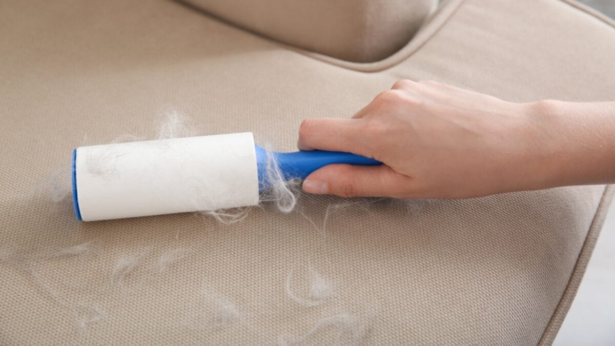 7 Samoyed-Approved Tips for Keeping Your House Fur-Free (Well, Almost) - lint roller couch ss1806321088