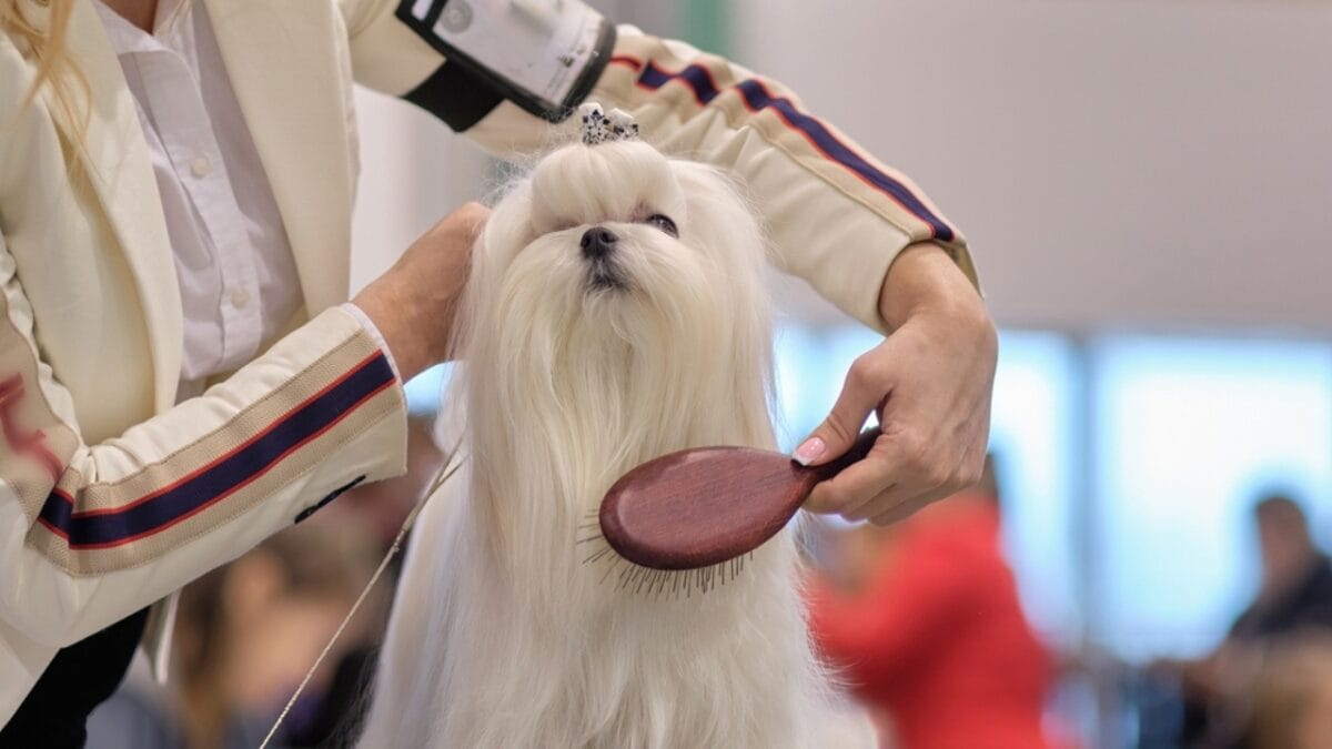 10 Winning Traits That Make Maltese Dogs Irresistible - maltese brushing ss2275253393