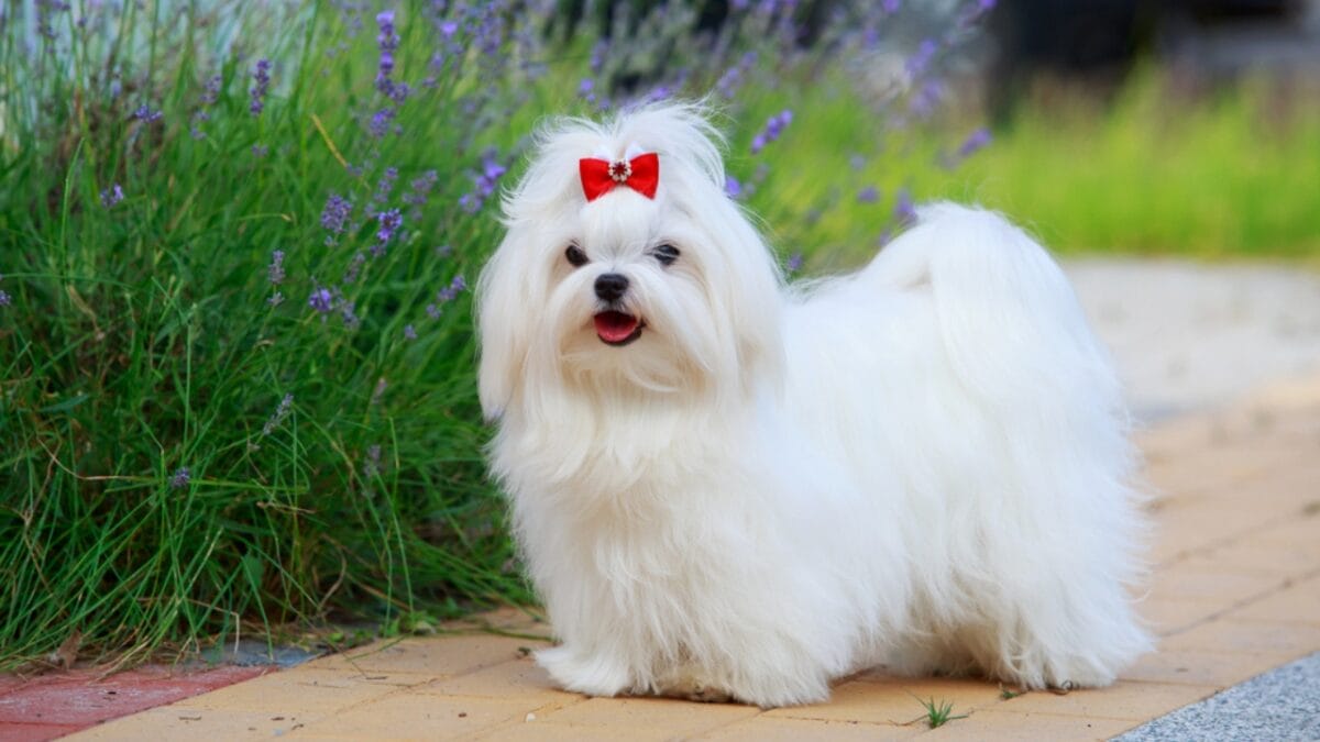 8 Rare Maltese Colors & Patterns You’ve Probably Never Heard Of - maltese dog with ribbon dp286811892