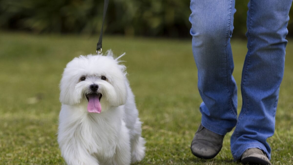 10 Winning Traits That Make Maltese Dogs Irresistible - maltese walking ss574723588
