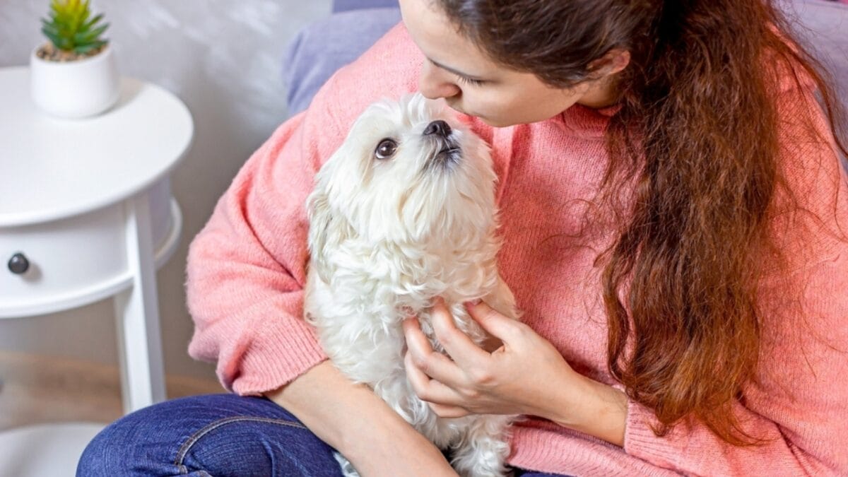 10 Winning Traits That Make Maltese Dogs Irresistible - maltese with owner ss2091240433