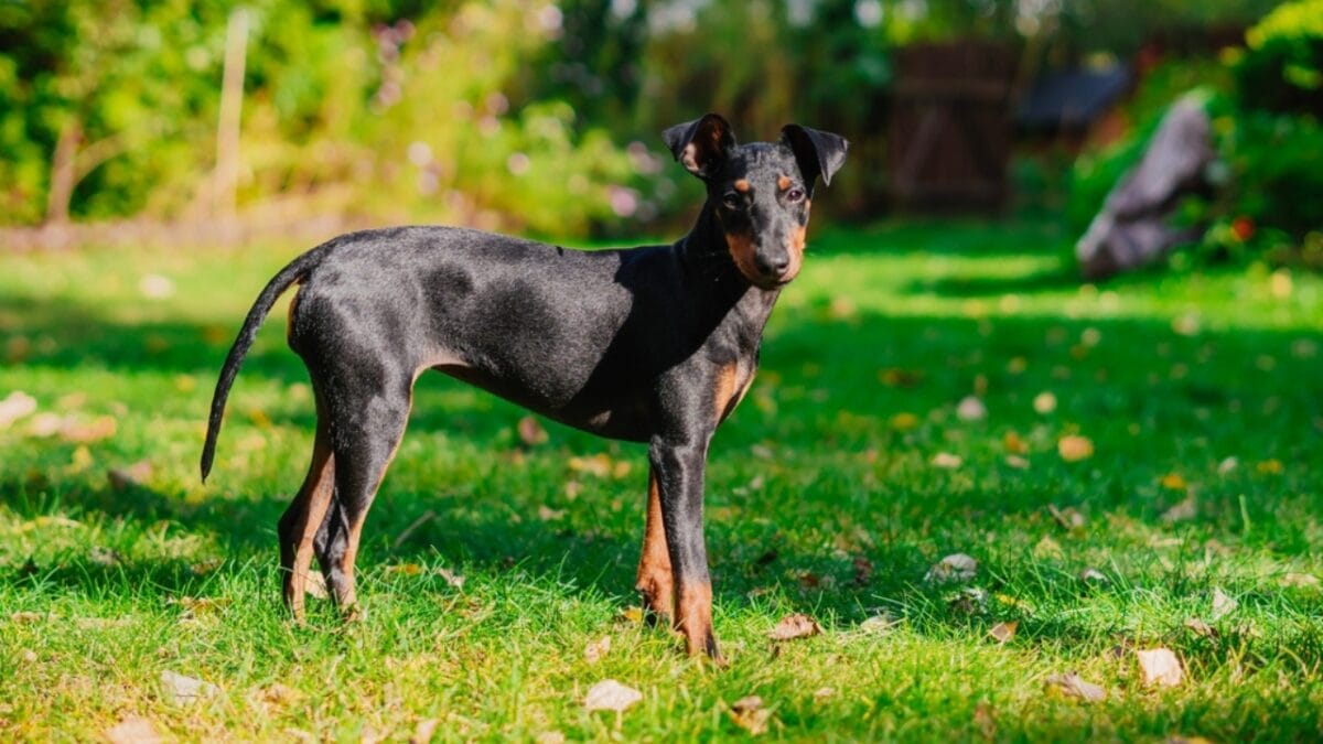 10 Expert-Guided Tips for Raising Well-Mannered Manchester Terriers - manchester terrier dog standing grass ss2057303882