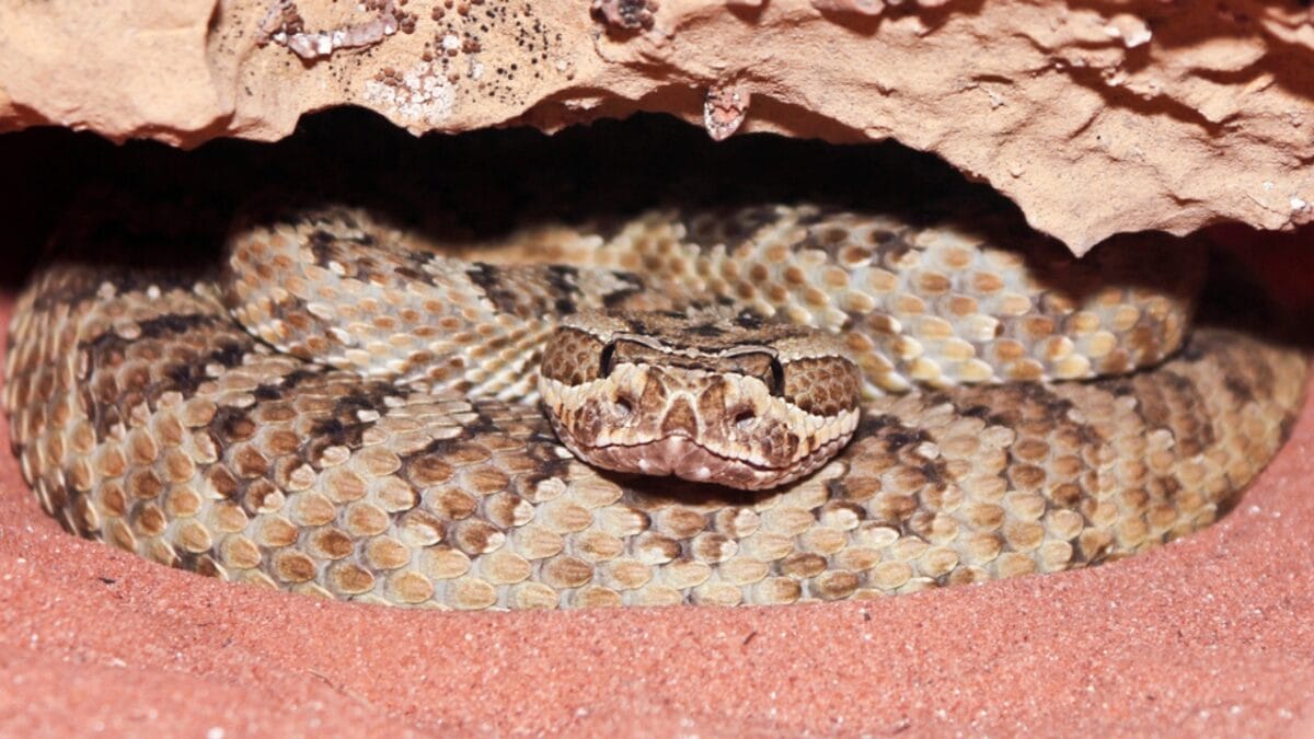 30 Rattlesnake Species from Around the Globe: Majority in U.S. - massasauga rattlesnake dp22989588