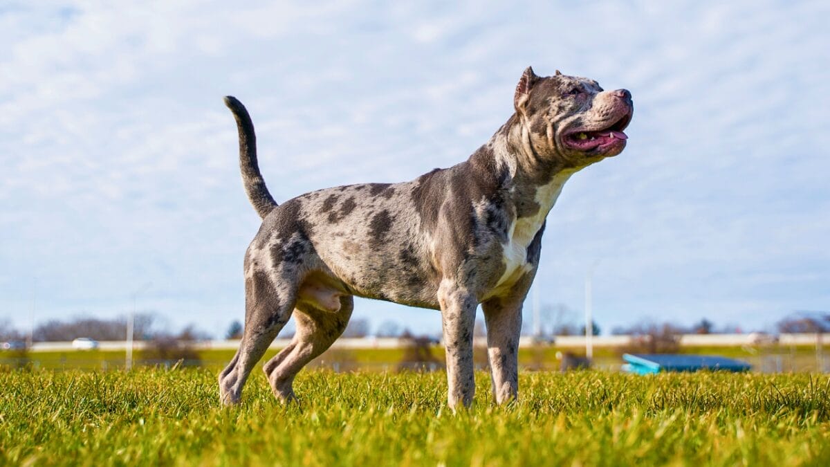 11 Rare & Unique Pitbull Colors Most Have Never Seen - merle pitbull ss2088131440