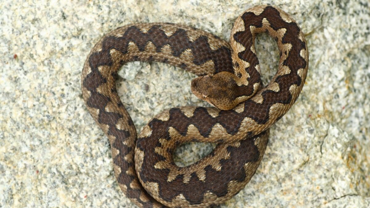 30 Rattlesnake Species from Around the Globe: Majority in U.S. - mexican west coast rattlesnake dp161351078