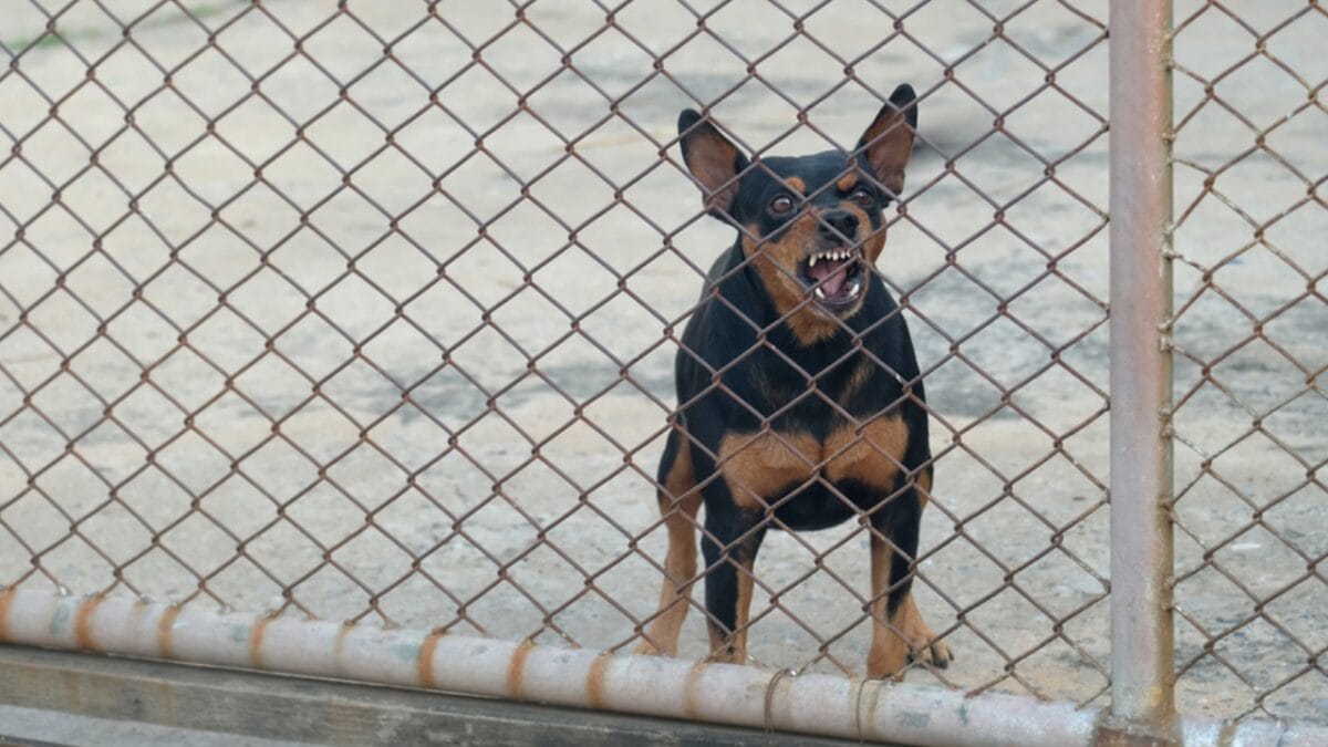 10 Facts About Miniature Pinschers That Will Change What You Think - miniature pinscher barking ss1264755940