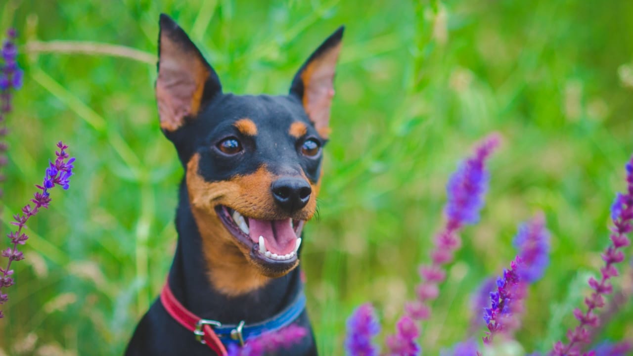 10 Facts About Miniature Pinschers That Will Change What You Think - miniature pinscher dog ss657026872