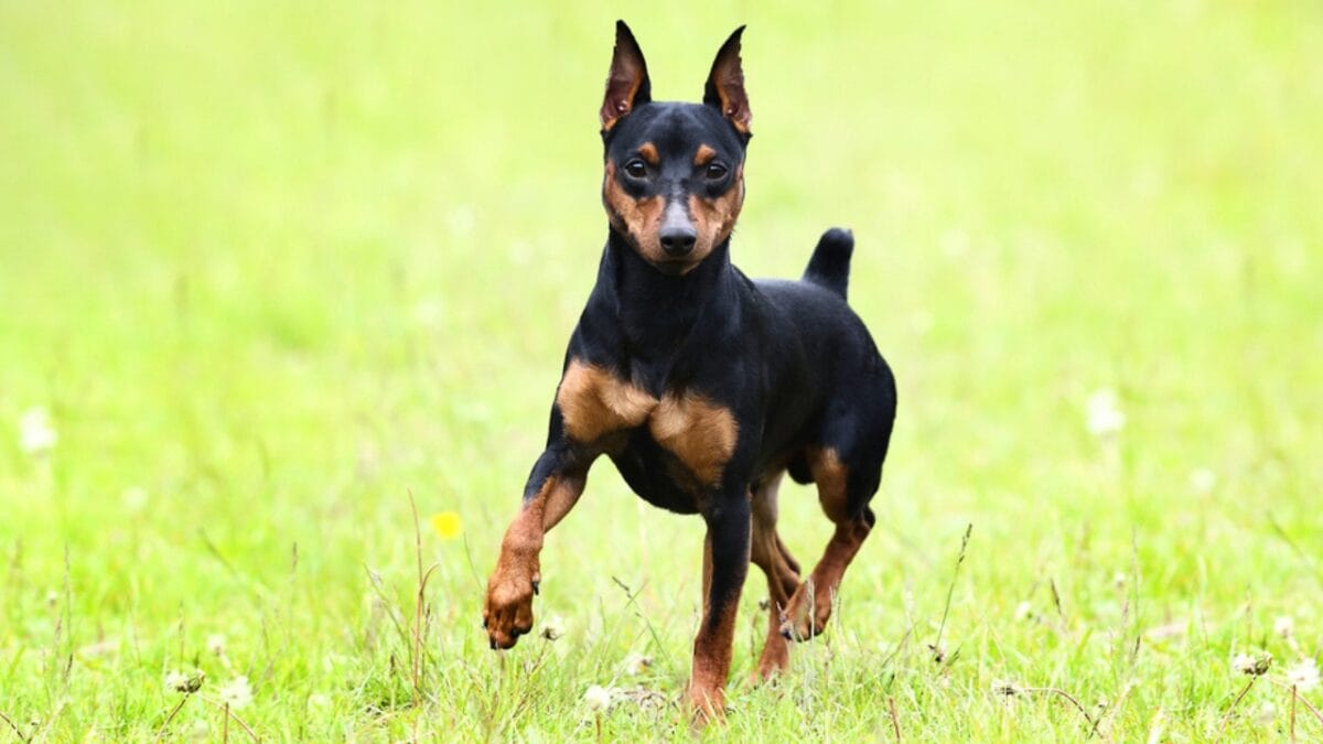 10 Facts About Miniature Pinschers That Will Change What You Think - miniature pinscher running ss1705757944