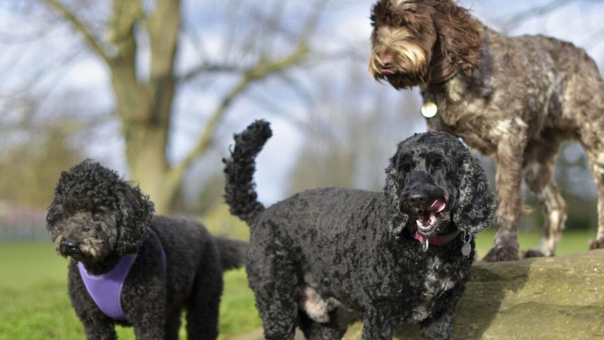 10 Reasons Why Poodles Make Surprisingly Great Guard Dogs - mixed poodles ss2432868527