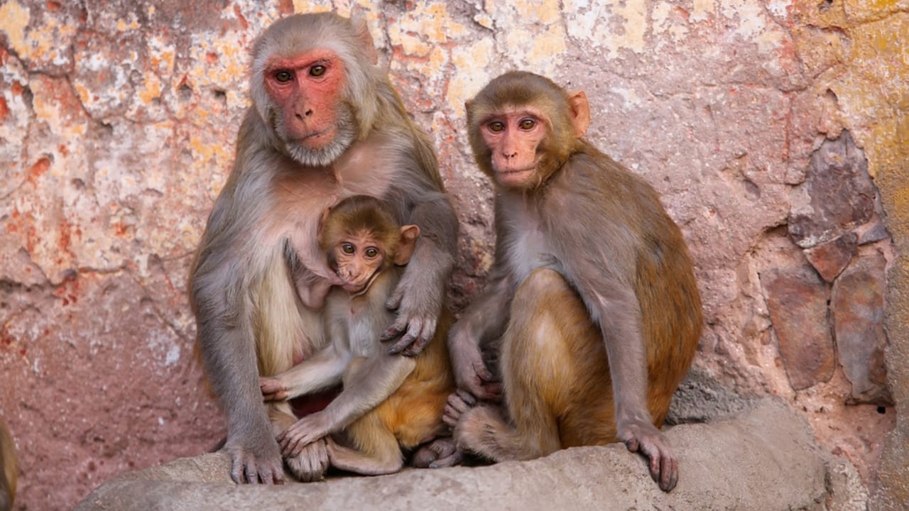 The 10 Largest Monkeys in the World - monkey ss377748766
