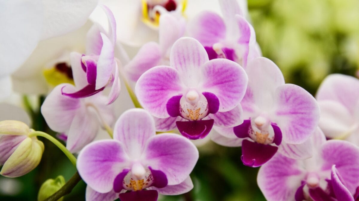 15 Bizarre Plants That Look Like They Belong in a Zoo - moth orchid ss1012571167